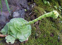 Aeonium aureum