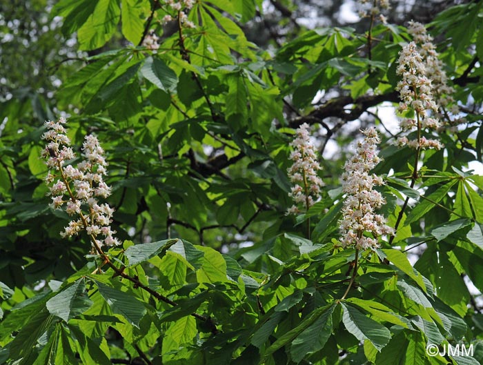 Aesculus hippocastanum