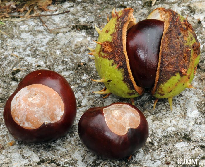 Aesculus hippocastanum