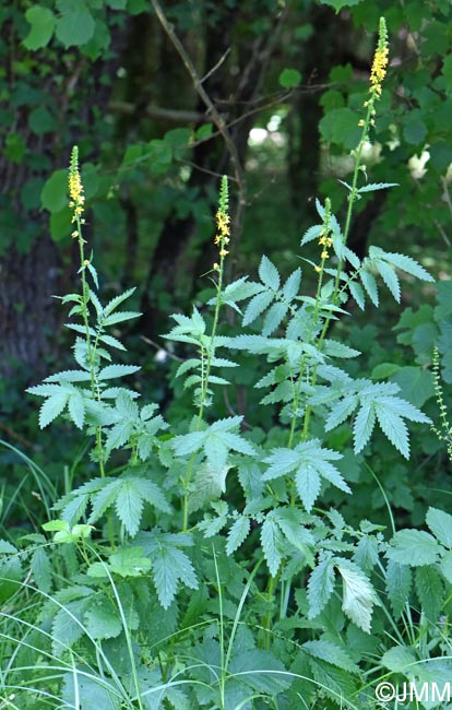 Agrimonia eupatoria