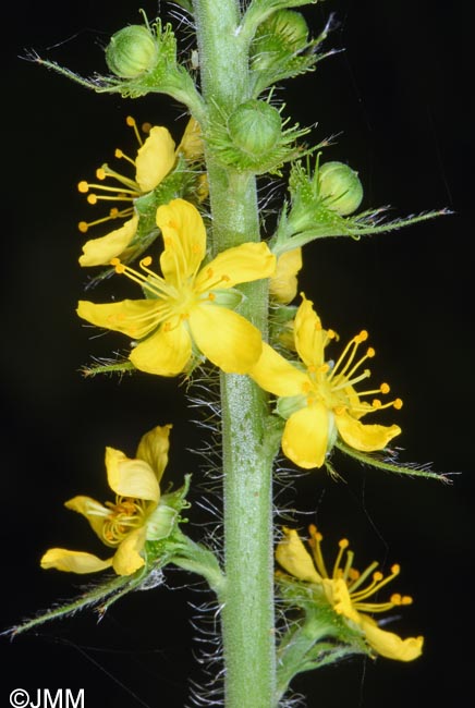 Agrimonia eupatoria