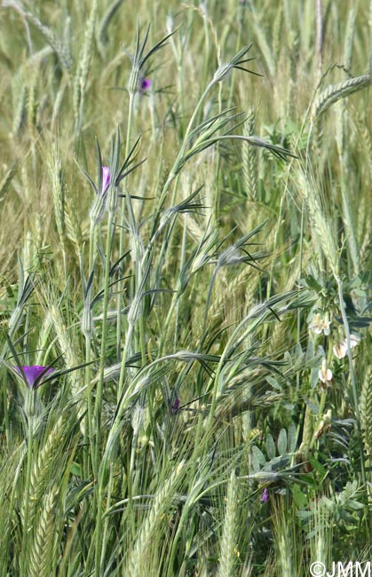 Agrostemma githago & Vicia pannonica