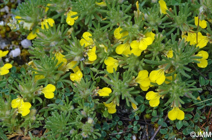 Ajuga chamaepitys