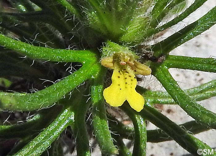 Ajuga chamaepitys