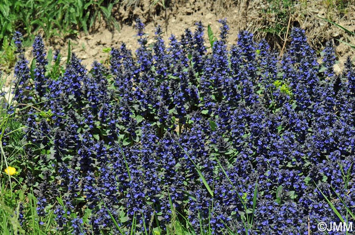 Ajuga genevensis