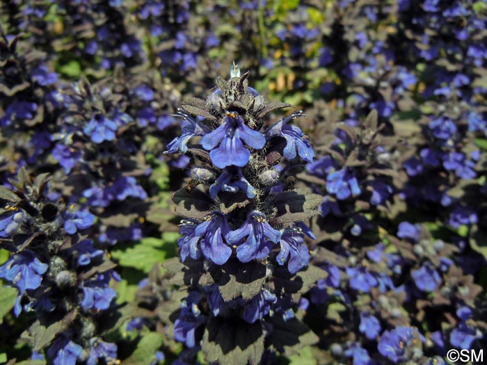 Ajuga genevensis