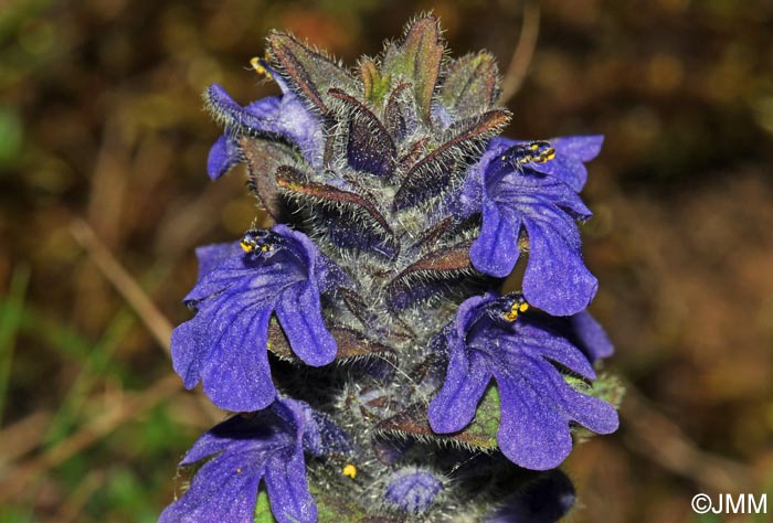 Ajuga genevensis