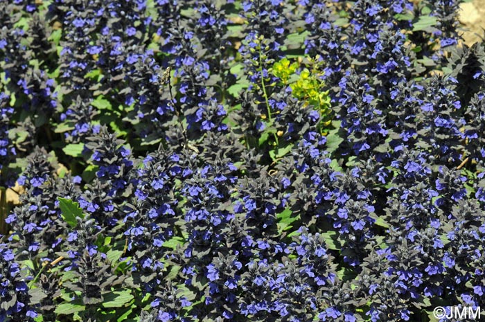 Ajuga genevensis