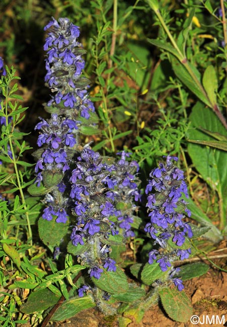 Ajuga genevensis