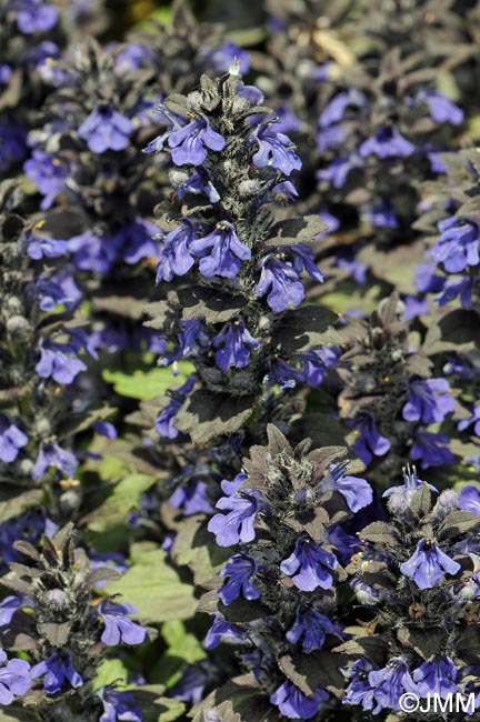 Ajuga genevensis