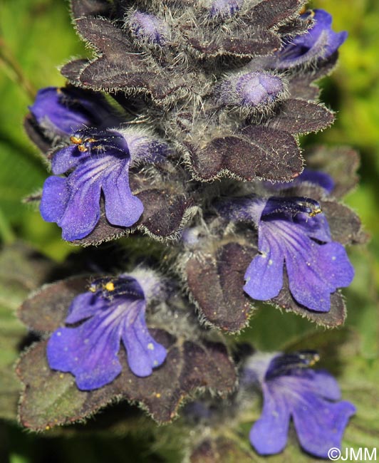 Ajuga genevensis