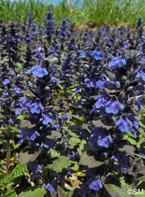 Ajuga genevensis