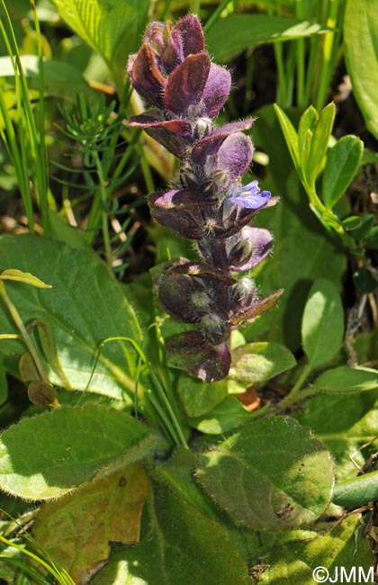 Ajuga pyramidalis