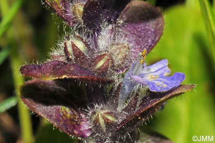 Ajuga pyramidalis