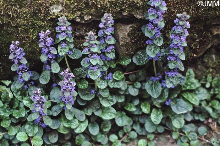 Ajuga reptans