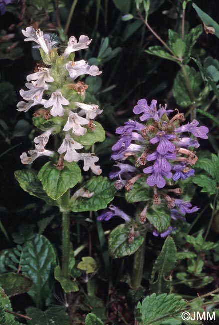 Ajuga reptans