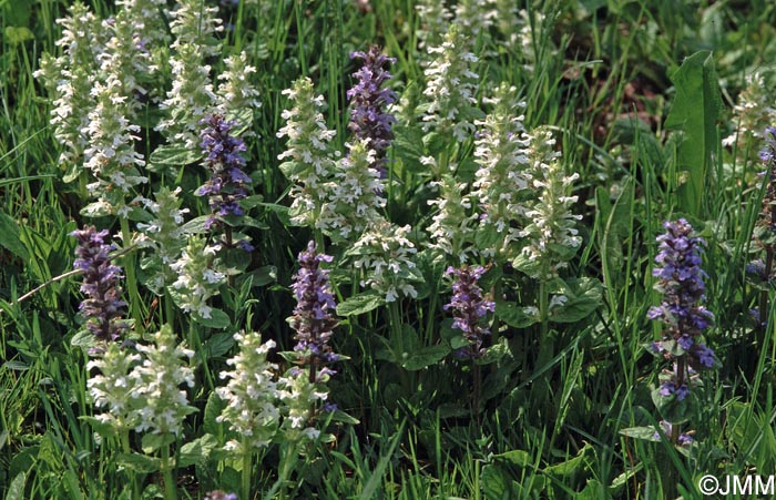 Ajuga reptans