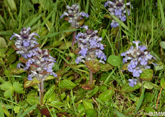 Ajuga reptans