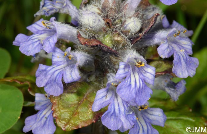 Ajuga reptans