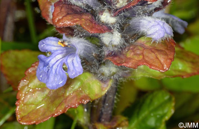 Ajuga reptans