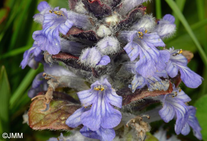 Ajuga reptans