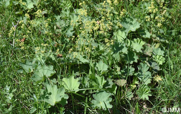 Alchemilla mollis