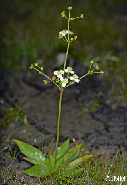 Alisma lanceolatum