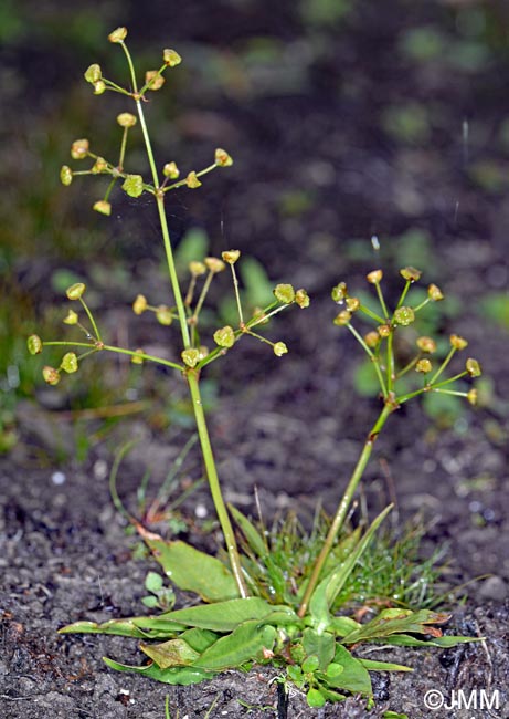 Alisma lanceolatum