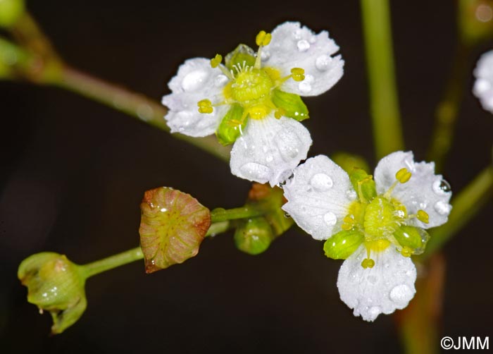 Alisma lanceolatum