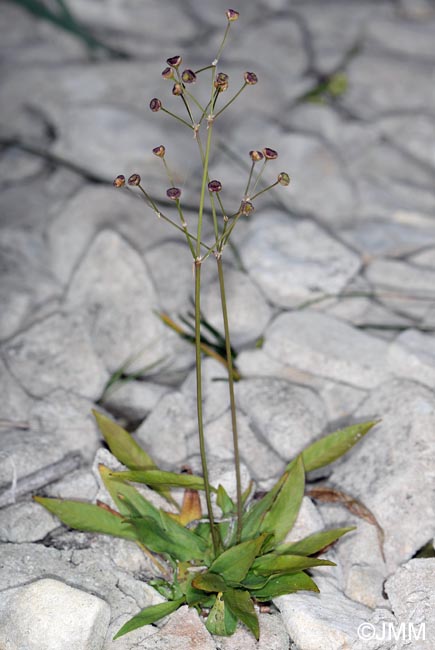 Alisma lanceolatum