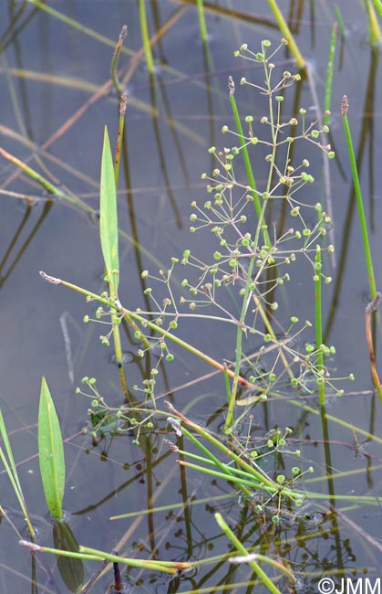 Alisma lanceolatum