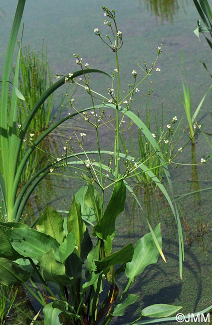 Alisma plantago-aquatica