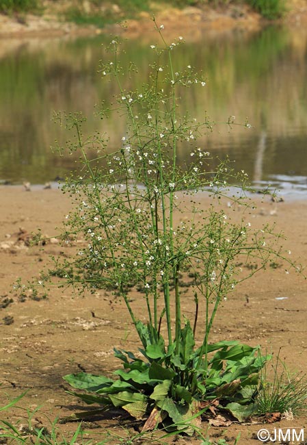 Alisma plantago-aquatica