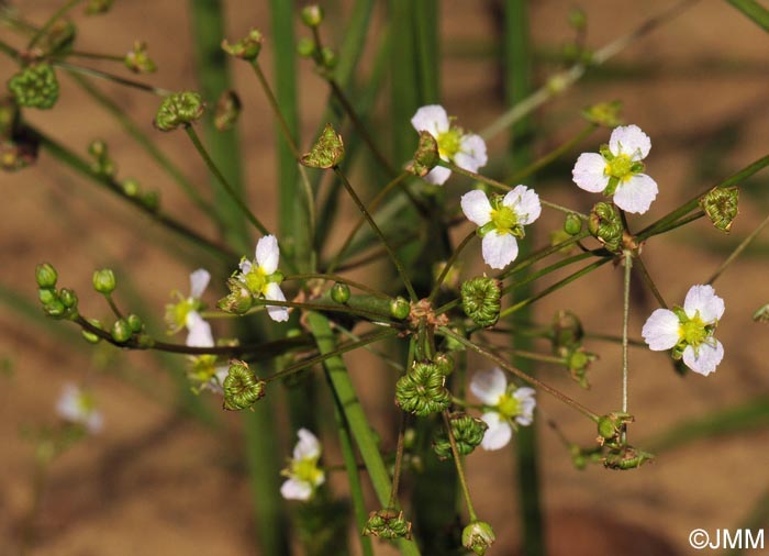 Alisma plantago-aquatica