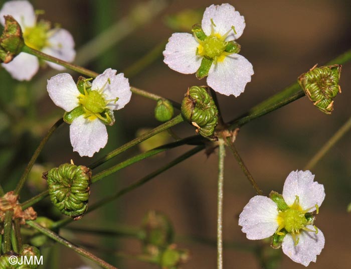 Alisma plantago-aquatica