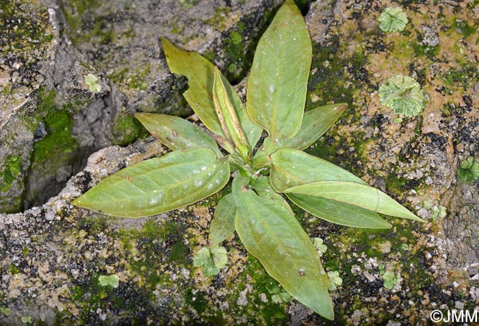 Alisma plantago-aquatica