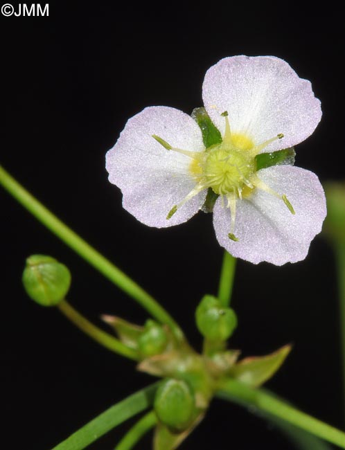 Alisma plantago-aquatica