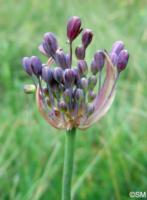 Allium carinatum