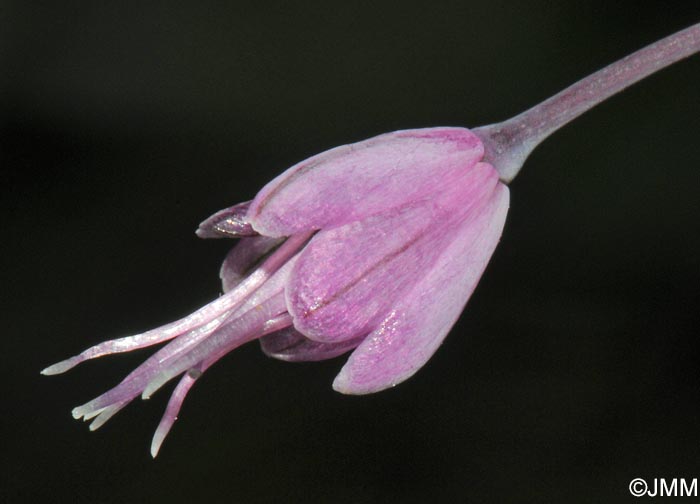 Allium carinatum