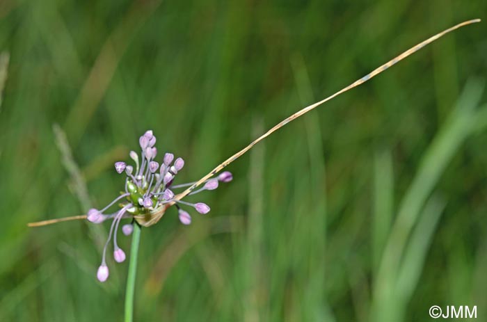 Allium carinatum