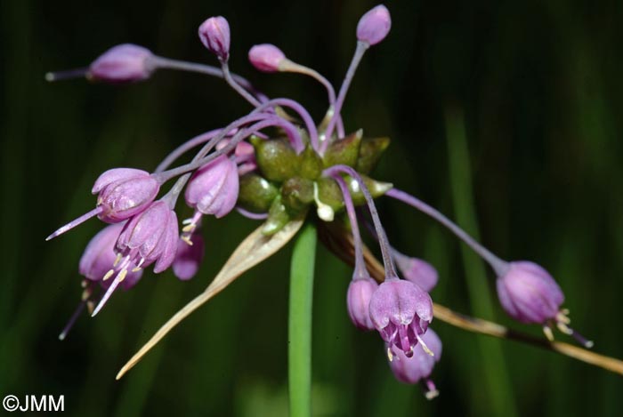 Allium carinatum