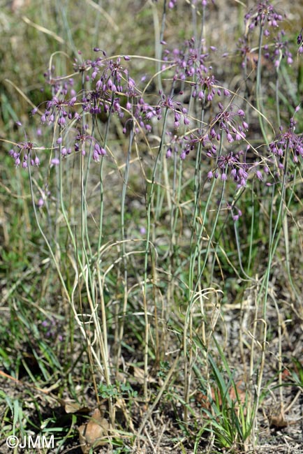 Allium carinatum