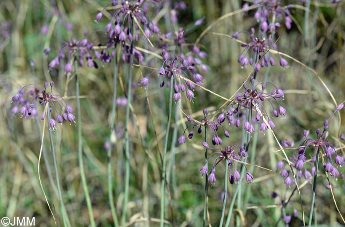 Allium carinatum