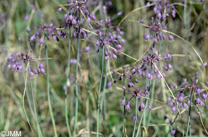 Allium carinatum