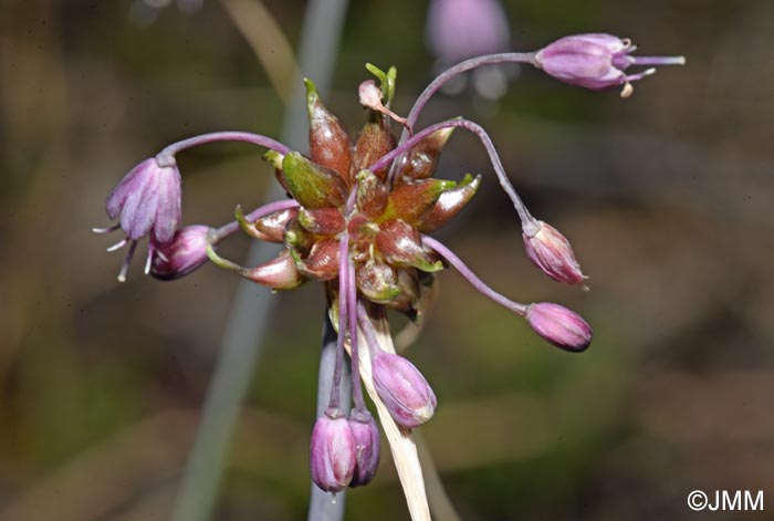 Allium carinatum