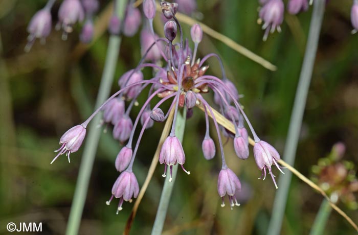 Allium carinatum