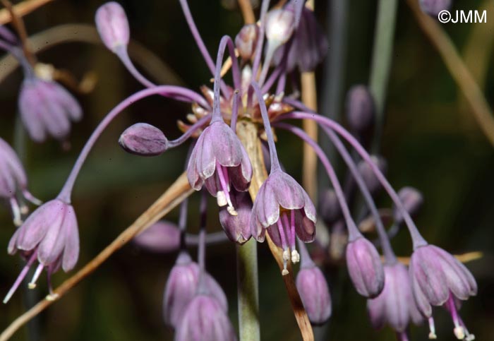 Allium carinatum