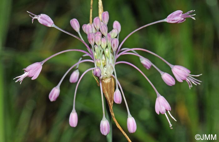 Allium carinatum