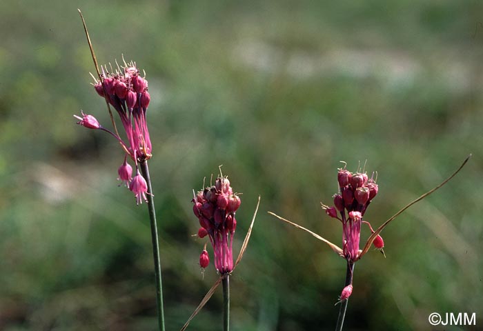 Allium coloratum = Allium carinatum subsp. pulchellum