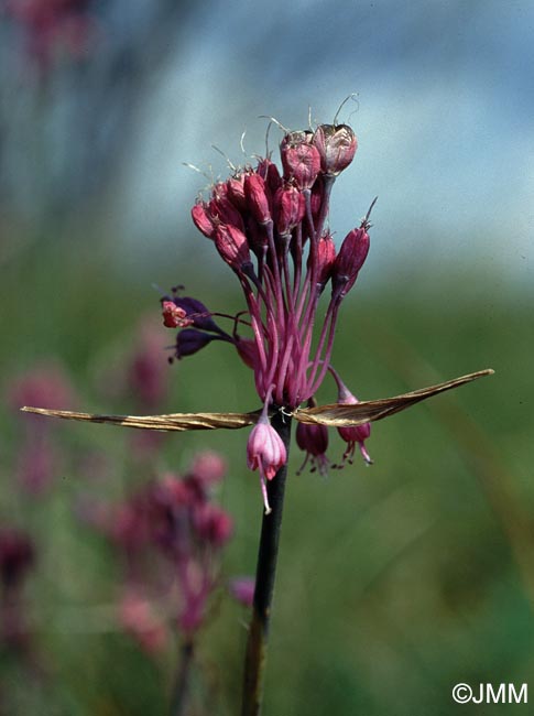 Allium coloratum = Allium carinatum subsp. pulchellum